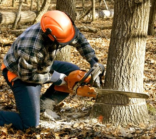 Tree Removal in Triumph, IL
